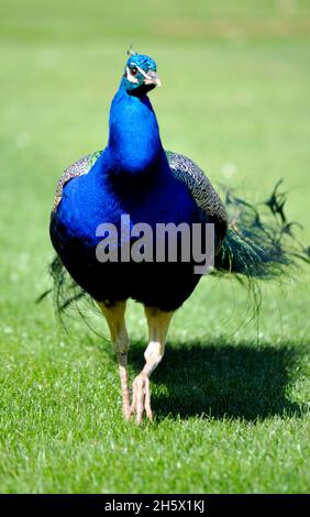 Immagine di un pavone indiano (Pavo cristatus) preso dalla parte anteriore mostrando la sua bella gola blu e petto, è posto su uno sfondo di erba Foto Stock