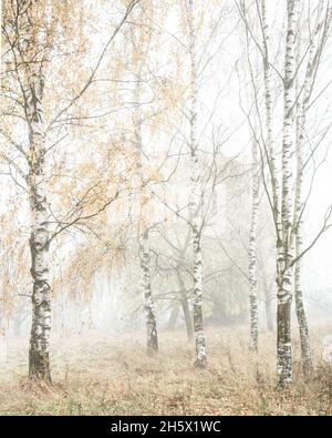 Taunus im Herbst Foto Stock