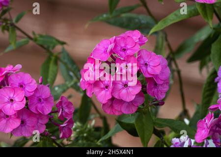 Le Floxes di Pinkish da una parete di legno rossiccio in giardino europeo. Foto Stock