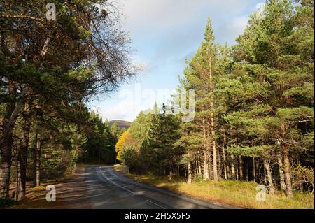 Strada che attraversa la pineta caledoniana con montagna sullo sfondo. Cielo blu e nuvola. Non sono presenti persone o veicoli. Cairngorms National Park. Foto Stock