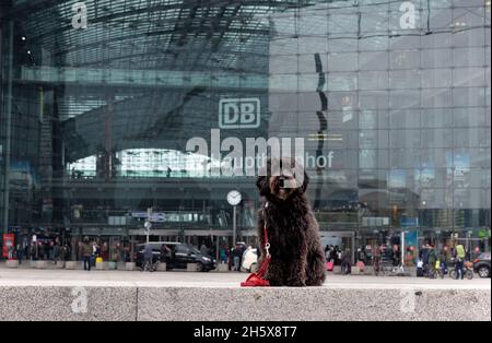 Carino nero labradoodle cane seduto di fronte alla stazione ferroviaria principale di Berlino. Foto Stock