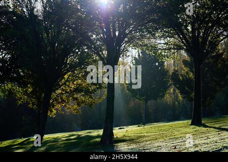 Prato e alberi coperti in un sottile strato di gelo in autunno mattina. Foto Stock