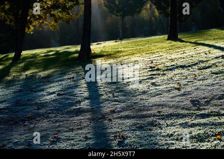 Prato e alberi coperti in un sottile strato di gelo in autunno mattina. Foto Stock