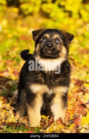 Piccolo cucciolo incredibilmente adorabile che si erge sulle foglie autunnali cadute e guarda in alto in Europa. Foto Stock