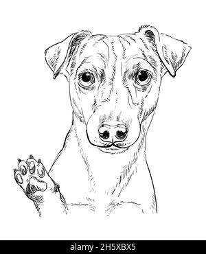 Testa realistica di Jack russel terrier cane vettore disegno a mano illustrazione isolato su sfondo bianco. Per decorazione, colorare pagine di libri, disegno, Illustrazione Vettoriale