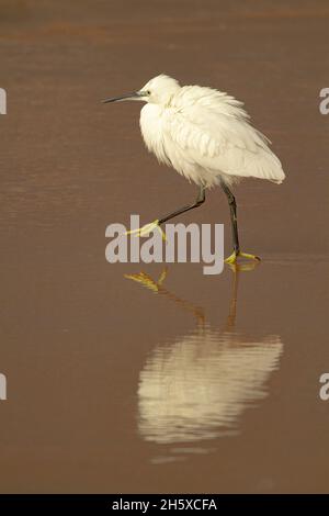 Vista laterale del piccolo uccello di egret con piumaggio bianco soffice camminando in acque poco profonde del lago in giorno di sole Foto Stock