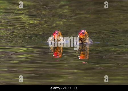 Morbidi giovani uccelli cot eurasiatici nuotare in acqua di lago increspato in giornata di sole nel parco Foto Stock