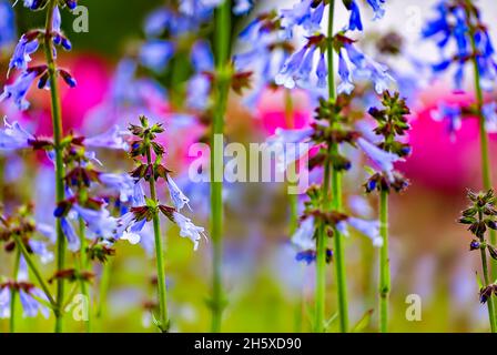 La salvia Lyreleaf (Salvia lyrata) cresce selvaggia in un campo, 28 marzo 2011, a Mobile, Alabama. La salvia di Lyreleaf è nota anche come salvia o cancerweed. Foto Stock