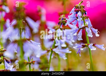 La salvia Lyreleaf (Salvia lyrata) cresce selvaggia in un campo, 28 marzo 2011, a Mobile, Alabama. La salvia di Lyreleaf è nota anche come salvia o cancerweed. Foto Stock