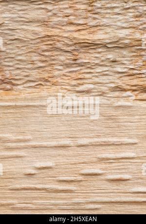 Corteccia testurizzata di un uccello rosso cinese (Betula albosinensis) Foto Stock