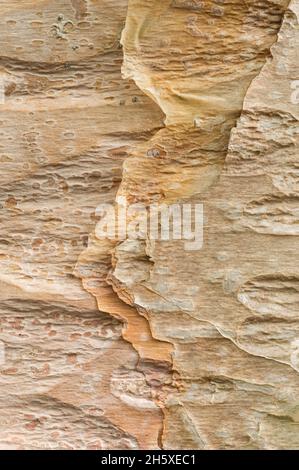 Corteccia testurizzata di un uccello rosso cinese (Betula albosinensis) Foto Stock