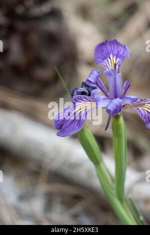 Infiorescenza di ciume viola fiorito di Western Mountain Blue, Iris Missouriensis, Iridaceae, originaria delle Montagne di San Bernardino, Springtime. Foto Stock