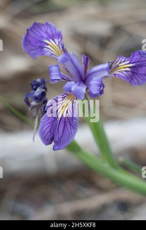 Infiorescenza di ciume viola fiorito di Western Mountain Blue, Iris Missouriensis, Iridaceae, originaria delle Montagne di San Bernardino, Springtime. Foto Stock