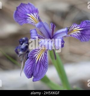 Infiorescenza di ciume viola fiorito di Western Mountain Blue, Iris Missouriensis, Iridaceae, originaria delle Montagne di San Bernardino, Springtime. Foto Stock