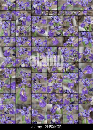 Infiorescenza di ciume viola fiorito di Western Mountain Blue, Iris Missouriensis, Iridaceae, originaria delle Montagne di San Bernardino, Springtime. Foto Stock
