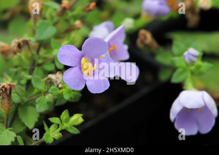 Fiori delicati viola e giallo su un issopo d'acqua Foto Stock