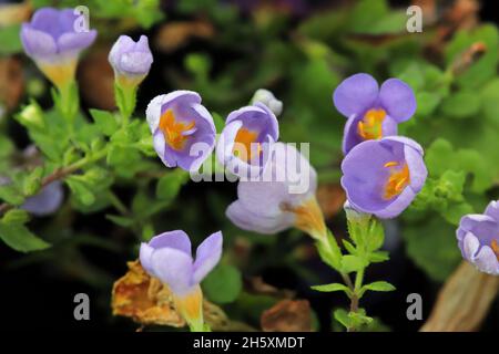 Fiori delicati viola e giallo su un issopo d'acqua Foto Stock