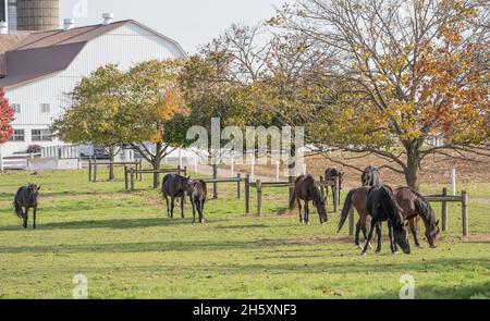 Lancaster County, Pennsylvania - 11 novembre 2021: Cavalli che guardano in campo Foto Stock