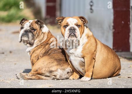 Due Bulldogs inglesi siedono a guardia della loro fattoria guardare la macchina fotografica Foto Stock