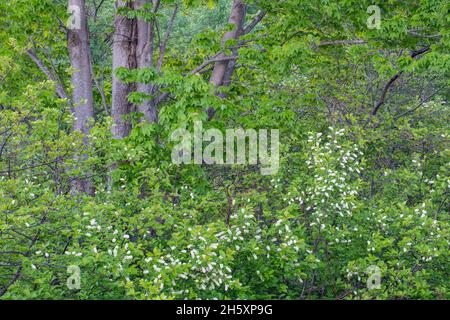 Chokecherry (Prunus virginiana) fiori, Daly Point Riserva naturale, Bathurst, New Brunswick NB, Canada Foto Stock