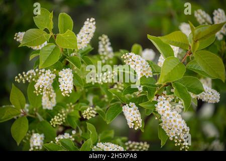 Chokecherry (Prunus virginiana) fiori, Daly Point Riserva naturale, Bathurst, New Brunswick NB, Canada Foto Stock