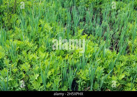 Le felci reali (Osmunda regalis) e le lattaglie emergenti in una zona umida, la riserva naturale di Daly Point, Bathurst, New Brunswick NB, Canada Foto Stock