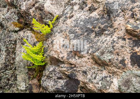 Felci che crescono da una crepa su un masso glaciale irregolare, Gros Morne National Park, Terranova e Labrador NL, Canada Foto Stock