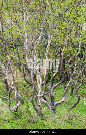 Betulla bianca (Betula papyrifera) boschetto con tronchi di alberi ritorti, vicino a Sant'Antonio, Terranova e Labrador NL, Canada Foto Stock