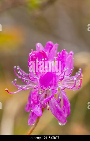 Rhodora flowers (Rhododendron canadense), Hwy 470 vicino a Rose Blanche, Terranova e Labrador NL, Canada Foto Stock