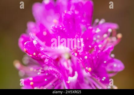 Rhodora flowers (Rhododendron canadense), Hwy 470 vicino a Rose Blanche, Terranova e Labrador NL, Canada Foto Stock