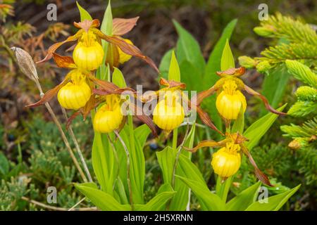 Slipper giallo (Cyppedium calceolus), naso di Jerrys sulla penisola di Port au, Terranova e Labrador NL, Canada Foto Stock