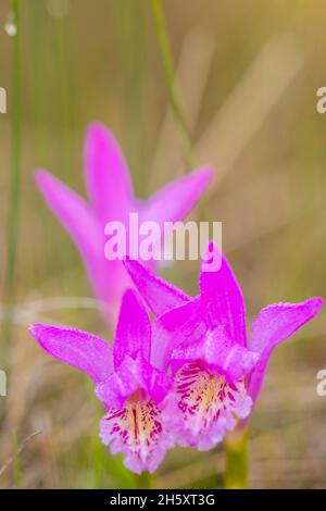 Bocca del Drago (Arethusa bulbosa) orchidea, Parco Nazionale Gros Morne, Terranova e Labrador NL, Canada Foto Stock