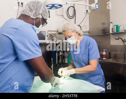 Veterinari durante il funzionamento in una clinica veterinaria Foto Stock