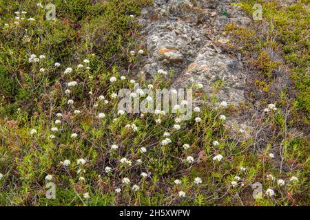 Piante boreali - tè Labrador (Rhododendron o Ledum groenlandicum) e affioramenti rocciosi, Twillingate, Terranova e Labrador NL, Canada Foto Stock