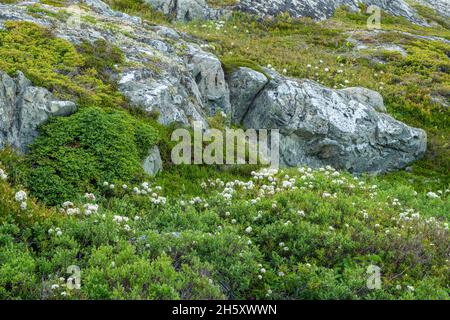 Pietre di testa e vegetazione- tè Labrador (Rhododendron o Ledum groenlandicum), Fogo, Terranova e Labrador NL, Canada Foto Stock