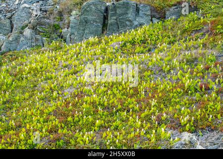 Brimstone testa rocce e vegetazione-fioritura Canada Mayflower (Maianthemum canadense), Fogo, Terranova e Labrador NL, Canada Foto Stock