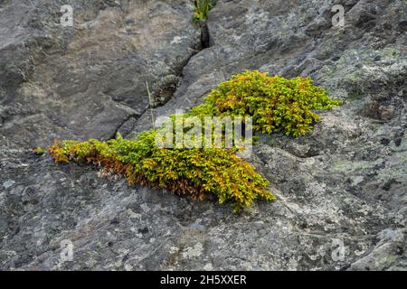 Ginepro strisciante (Juniperus horizontalis) colonia e rocce, Fogo, Terranova e Labrador NL, Canada Foto Stock