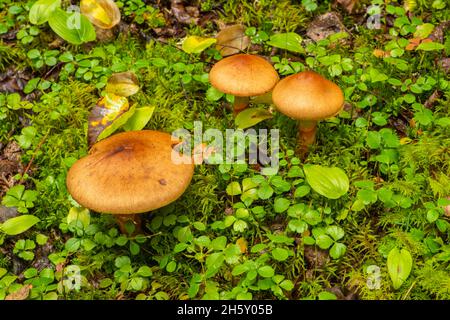 Boreal foresta di piante e funghi, Neys Provincial Park, Ontario, Canada Foto Stock