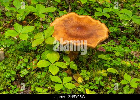 Boreal foresta di piante e funghi, Neys Provincial Park, Ontario, Canada Foto Stock