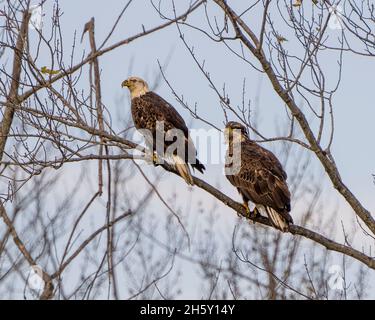 Aquile calve arroccato con uno sfondo blu cielo sfocato nel loro ambiente e habitat che circonda e mostra bella piumaggio marrone. Aquila foto. Foto Stock