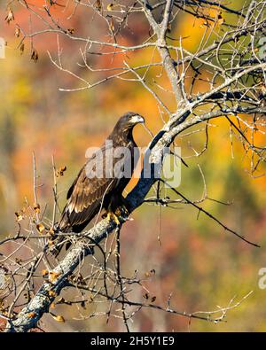 Bald Eagle arroccato con uno sfondo autunno sfocato nel suo ambiente e habitat circostante e mostrando il suo piumaggio marrone scuro,. Aquila Juvenile . Foto Stock