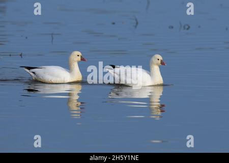 Ross's Goose (Anser rossii) 05 novembre 2021 Colusa County California USA Foto Stock