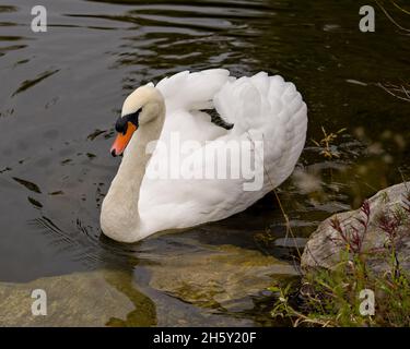 Swan Mute uccello nuoto con le ali bianche sparse con sfondo d'acqua nel suo ambiente e habitat circostante. Verticale. Immagine. Foto Stock