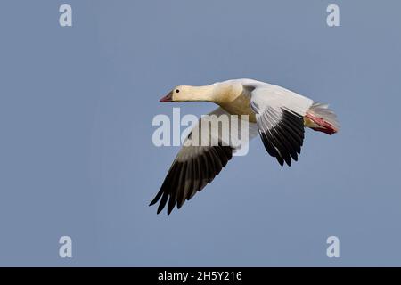 Ross's Goose (Anser rossii) 05 novembre 2021 Colusa County California USA Foto Stock