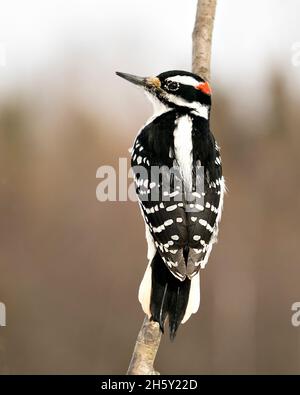 Vista ravvicinata del profilo Woodpecker arroccata su un ramo di alberi con sfondo sfocato nel suo ambiente e habitat. Immagine. Immagine. Verticale. Foto Stock