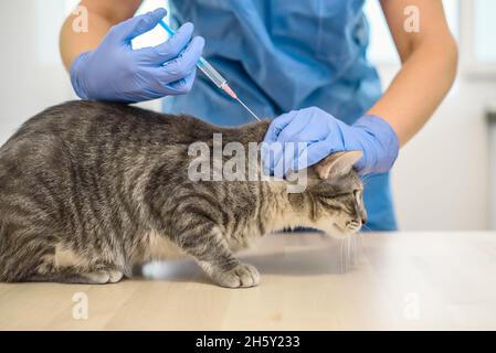 Medico veterinario sta somministrando un'iniezione ad un gatto Foto Stock