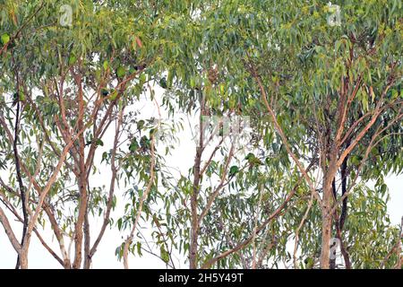 Un gregge di pappagalli Swift in pericolo critico arroccato in alberi di eucalipto nella natura selvaggia in NSW, Australia (Lathamus scoloror) Foto Stock