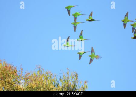 Un gregge di pappagallo Swift in pericolo critico in volo in NSW, Australia (Lathamus scoloror) Foto Stock