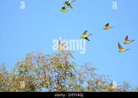 Un gregge di pappagallo Swift in pericolo critico in volo in NSW, Australia (Lathamus scoloror) Foto Stock