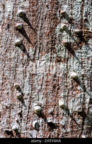 Corteccia del ceiba albero, Hura crepitans, Amazzonia foresta pluviale. Foto Stock